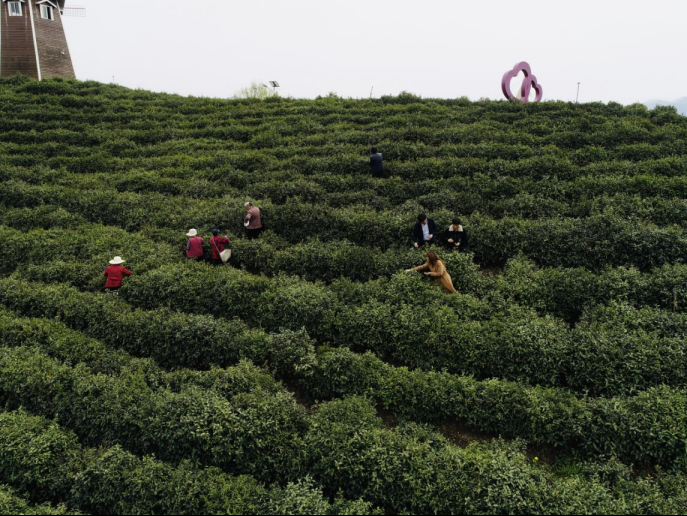 陕西广电融媒体集团农林卫视助力陕西茶区“以茶兴业，以茶富民”