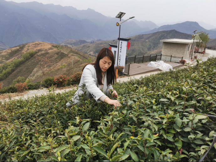 陕西广电融媒体集团农林卫视助力陕西茶区“以茶兴业，以茶富民”